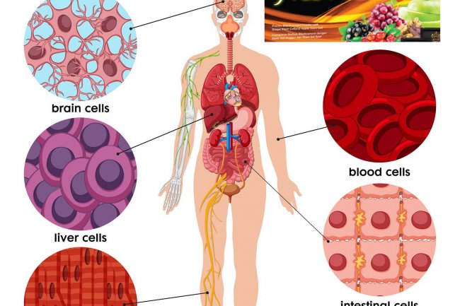 Empowering your body cells involves supporting overall cellular health